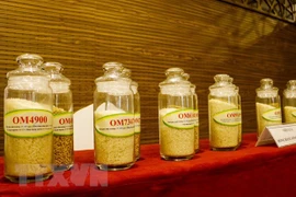 Les entreprises de Hong Kong cherchent à importer du riz de Can Tho