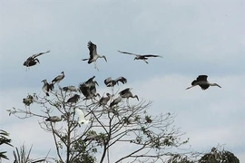 Il consacre sa vie aux oiseaux sauvages