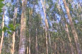 Priorité au développement des forêts d'arbres de très grandes tailles