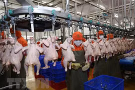 La viande de poulet du Vietnam bientôt exportée à Singapour et Hongkong (Chine)