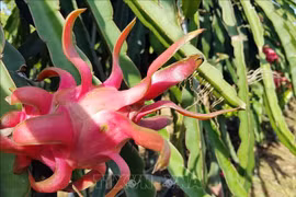 Stimuler l'exportation de fruits du dragon vers le marché indien