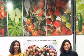 Le premier lot de litchi "U hông" du Vietnam est arrivé en Australie