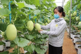 Conférence internationale virtuelle sur l’agriculture efficiente