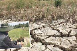 La sécheresse et l’intrusion saline affectent gravement l'agriculture dans le delta du Mékong