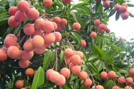 Les producteurs de litchis "thieu" de Bac Giang cherchent à mieux exporter