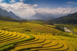 Saison dorée à Sapa