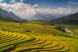 Saison dorée à Sapa
