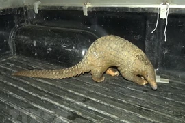 Mise en route de la campagne d’appeler à arrêter la consommation des animaux sauvages