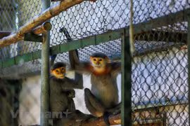Les «nounous» des primates au Parc national de Cuc Phuong