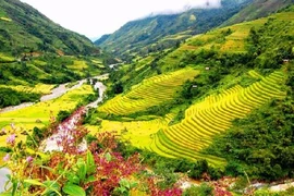 Sapa accueille plus de 77.000 visiteurs durant le Tet 
