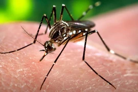 Le Cambodge signale une épidémie de virus Chikungunya