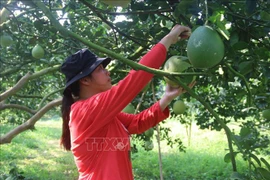 Le pomelo frais de quatre zones de Ba Ria-Vung Tau autorisé à être exporté vers les États-Unis
