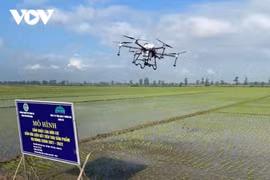 Le riz de Quang Tri exporté vers l'Europe