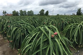 Le marché horticole, un secteur clé pour les exportations du pays