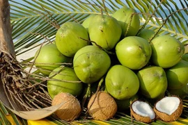 Ben Tre cherche à augmenter ses exportations de produits à base de noix de coco
