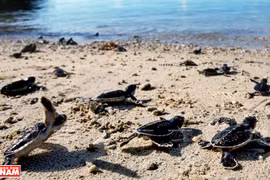 Côn Dao, l’archipel le plus "mythique" et "séduisant" du monde