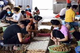 ASEAN : promotion du rôle des femmes dans l'agriculture