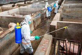 La FAO et l'OIE soutiennent le Vietnam dans sa lutte contre les épidémies de peste porcine africaine