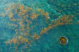 Saison des récoltes des algues Sargassum à Quang Ngai