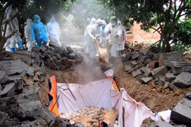 Création du Comité national de pilotage de prévention et de lutte contre la peste porcine africaine