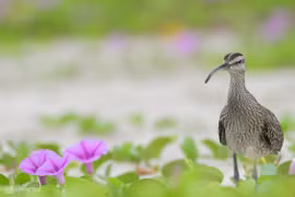 La beauté naturelle de la péninsule de Son Tra dans la province de Quang Nam 