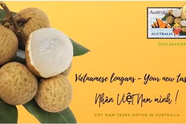 Des dizaines de tonnes de longanes vietnamiens expédiées vers l'Australie