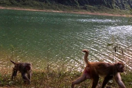 Thanh Hoa développe son tourisme dans ses parcs nationaux et réserves naturelles