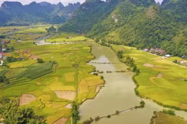 La saison du riz mûr à Cao Bang
