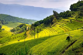 Réveiller le potentiel touristique des rizières en terrasses de Mien Doi à Hoa Binh