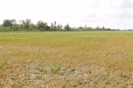 Ben Tre lutte contre les remontées d'eau de mer