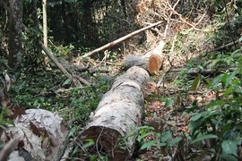 L’appel de la forêt du Tây Nguyên