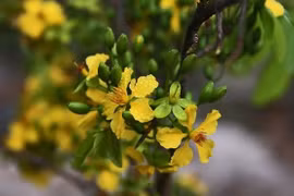 Quang Ninh cultive des plantes locales pour préserver les caractéristiques culturelles