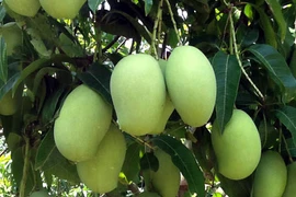 Le Vietnam exporte plus de 10.000 tonnes de fruits frais vers des marchés exigeants