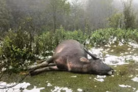 Lourdes pertes dans diverses localités à cause du froid 