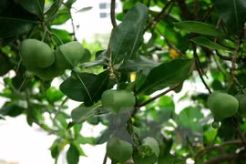 De jeunes Laotiens plantent 100 arbres "bàng vuông" à Ly Son