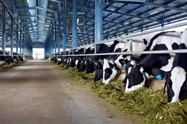 Mesures de développement durable du cheptel bovin au Vietnam