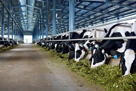 Mesures de développement durable du cheptel bovin au Vietnam