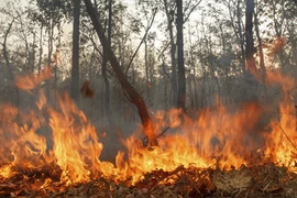 L'Indonésie en alerte contre les fumées d'incendies