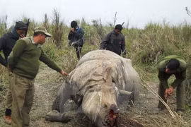 Espèces sauvages : le Vietnam a d’ores et déjà des contributions actives à la CITES