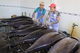 Nouvelles perspectives pour le thon vietnamien