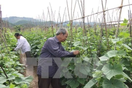 Développer durablement l’agriculture dans le processus d’intégration à l’ASEAN