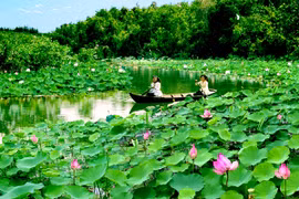 Dans la Plaine des joncs, rendez-vous au pays du lotus 