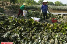 Polyculture sur les terres alunées