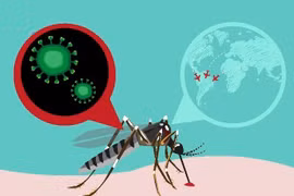 Le cas infecté par le virus Zika au Japon n’est pas vietnamien