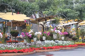 Têt : fêtes des fleurs à Hô Chi Minh-Ville