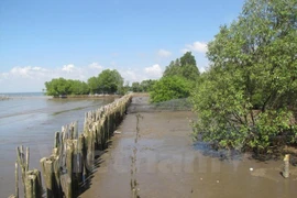 L’USAID finance un projet de protection des forêts au Centre