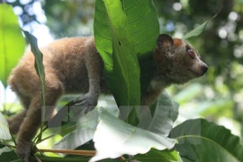 Six loris sauvés des trafiquants d'animaux sauvages