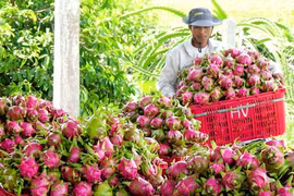 Accélérer l’exportation de fruits et légumes vers le marché américain