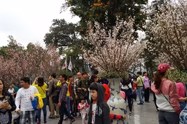 Hô Chi Minh-Ville va fêter les cerisiers en fleurs