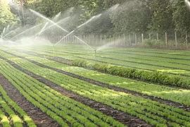 Ninh Thuân bénéficie d’une technologie d'irrigation moderne